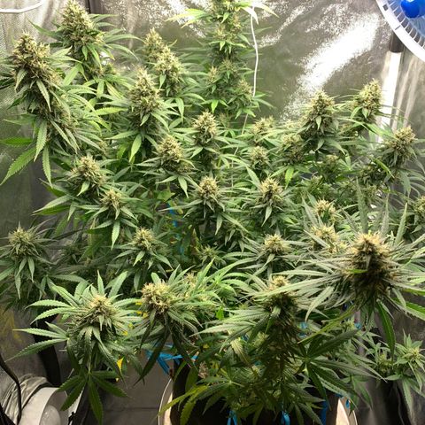 Banana Kush growlog timeline photo