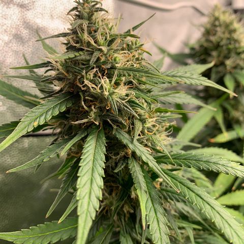 Banana Kush growlog timeline photo