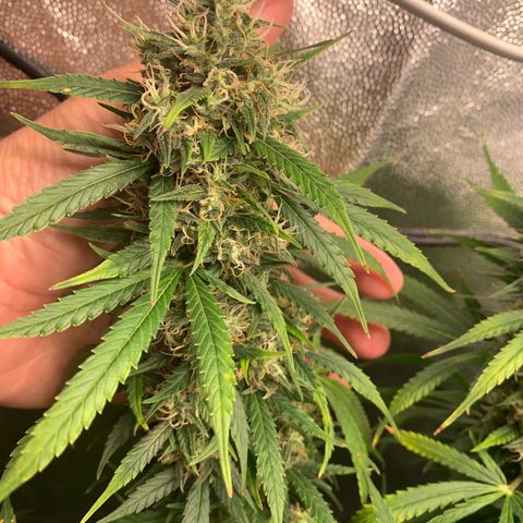 Banana Kush growlog photo: 80%