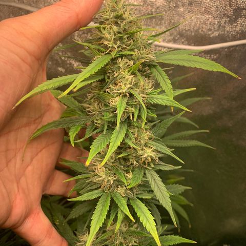Banana Kush growlog photo: 80%