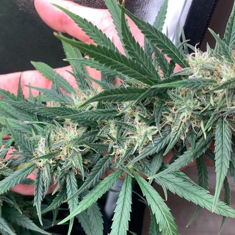 Banana Kush growlog photo: 80%