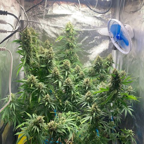 Banana Kush growlog timeline photo