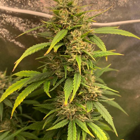 Banana Kush growlog timeline photo