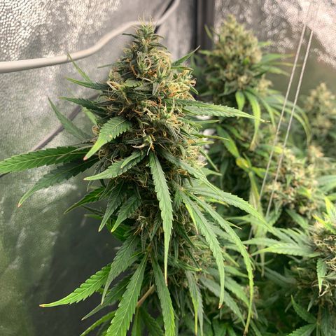 Banana Kush growlog timeline photo