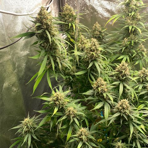 Banana Kush growlog timeline photo