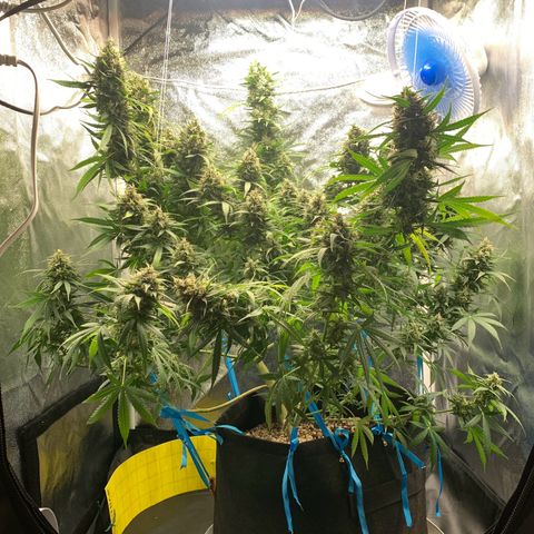 Banana Kush growlog timeline photo