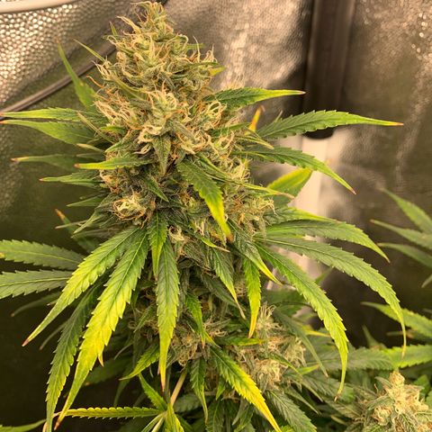 Banana Kush growlog timeline photo