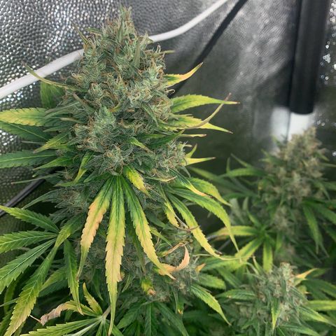 Banana Kush growlog photo: 80/20 % ??? 

I think the time has come. ✂️ 