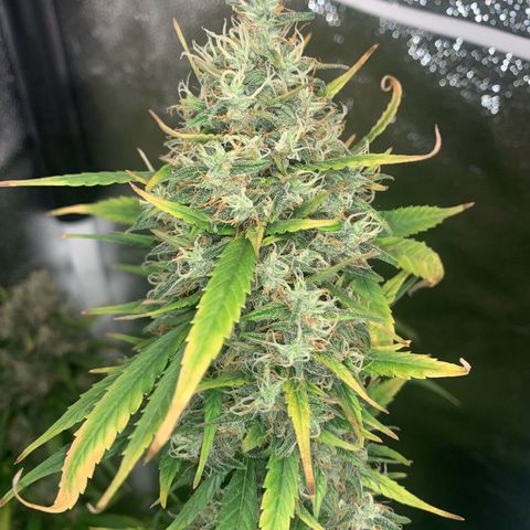 Banana Kush growlog photo: 80/20 % ??? 

I think the time has come. ✂️ 