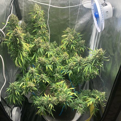 Banana Kush growlog photo: 80/20 % ??? 

I think the time has come. ✂️ 