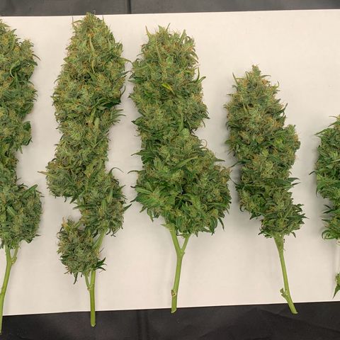 Banana Kush growlog photo: I'm very happy, my first harvest.

I'm sure I lost a lot with the scissors, but ok, living and learning.
