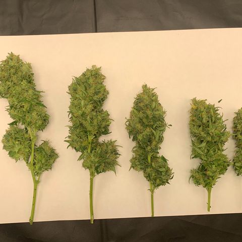 Banana Kush growlog photo: I'm very happy, my first harvest.

I'm sure I lost a lot with the scissors, but ok, living and learning.