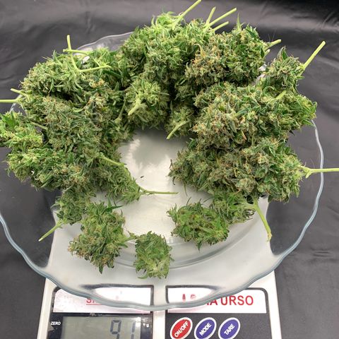Banana Kush growlog photo: I'm very happy, my first harvest.

I'm sure I lost a lot with the scissors, but ok, living and learning.
