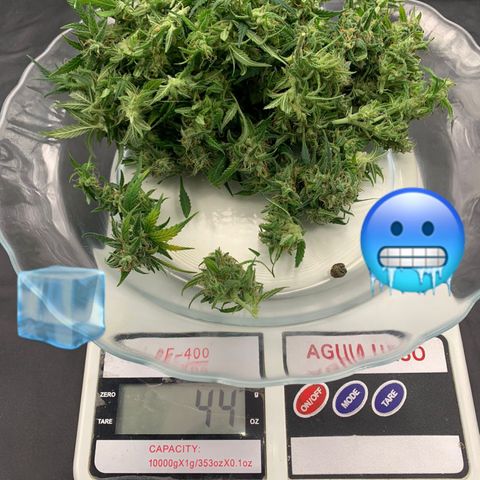 Banana Kush growlog photo: I'm very happy, my first harvest.

I'm sure I lost a lot with the scissors, but ok, living and learning.