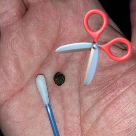 Banana Kush growlog photo: I'm very happy, my first harvest.

I'm sure I lost a lot with the scissors, but ok, living and learning.