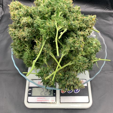 Banana Kush growlog photo: I'm very happy, my first harvest.

I'm sure I lost a lot with the scissors, but ok, living and learning.