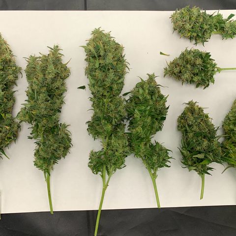 Banana Kush growlog photo: I'm very happy, my first harvest.

I'm sure I lost a lot with the scissors, but ok, living and learning.