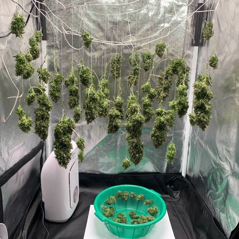 Banana Kush growlog photo: I'm very happy, my first harvest.

I'm sure I lost a lot with the scissors, but ok, living and learning.