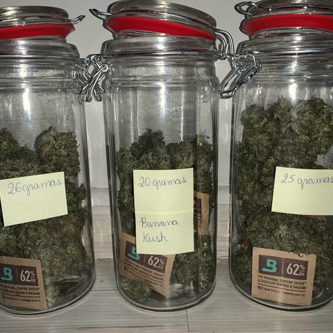 Banana Kush growlog photo: 71g + 5g 👏🏻👏🏻👏🏻