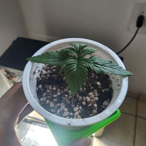 Judite  growlog photo: Primeiro dia de fertilização de Judite com 1/2 da quantidade estabelicidade pela flowermind ela estava com as plantas um pouco baixas pedindo água , vamos ver como vai se desenvolver 