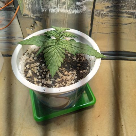 Judite  growlog timeline photo