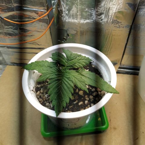 Judite  growlog photo: Comparação para ver vermos se ela ainda continua crescendo , para próximo dia de poda .