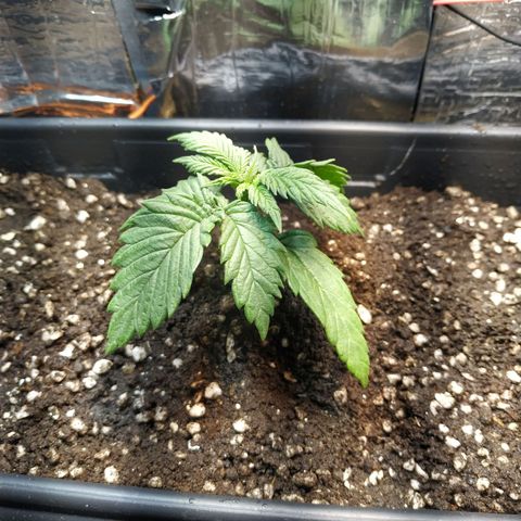 Judite  growlog photo: Obs primeiro dia de transplante 