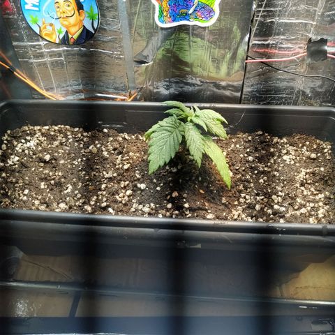 Judite  growlog photo: Primeira noite de Judite no transplante ela pareceu bem foi feita rega tb vamos esperar como irá se desenvolver 
