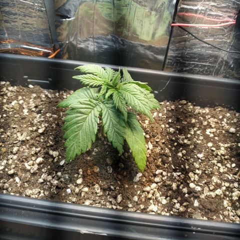 Judite  growlog timeline photo
