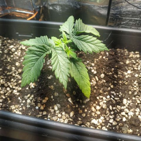 Judite  growlog photo: Dia de pode as primeiras 10 horas ela se mostrando saudável apesar de folhas mais claras no primeiro ramo