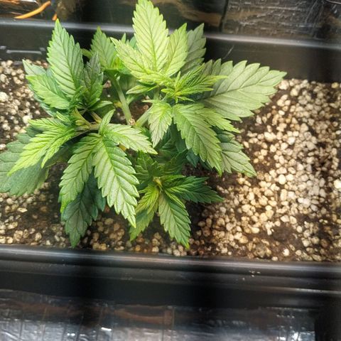 Judite  growlog photo: Primeiro treino de lst