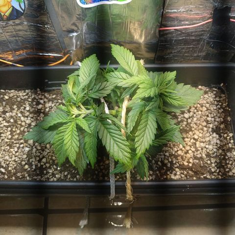 Judite  growlog photo: Primeiro treino de lst