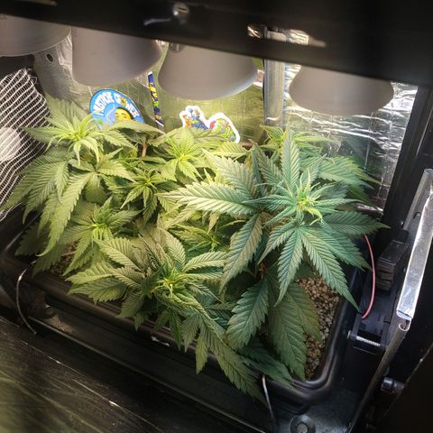 Judite  growlog timeline photo