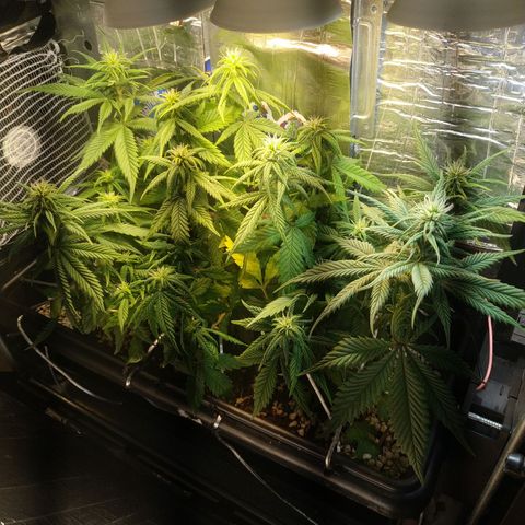 Judite  growlog timeline photo