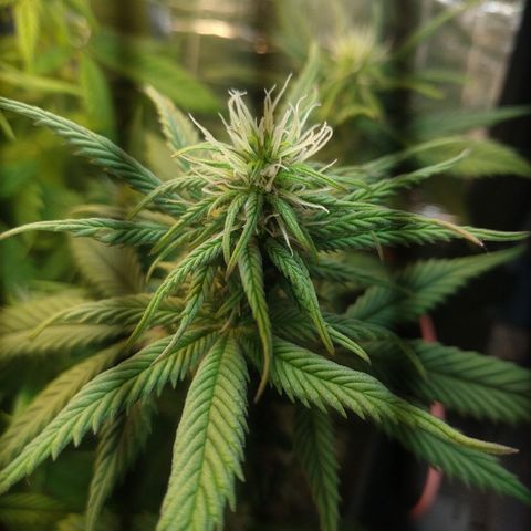 Judite  growlog timeline photo