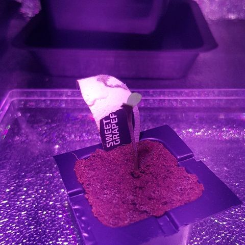 Tonton Gis Grapefruit 3 growlog timeline photo