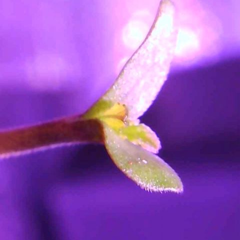 Tonton Gis Grapefruit 3 growlog timeline photo
