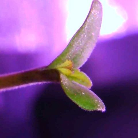 Tonton Gis Grapefruit 3 growlog timeline photo