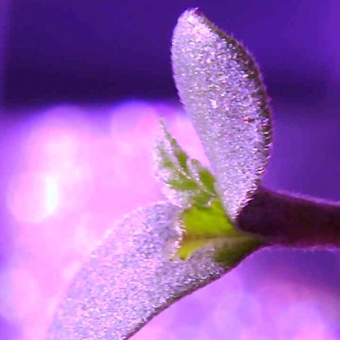 Tonton Gis Grapefruit 3 growlog timeline photo