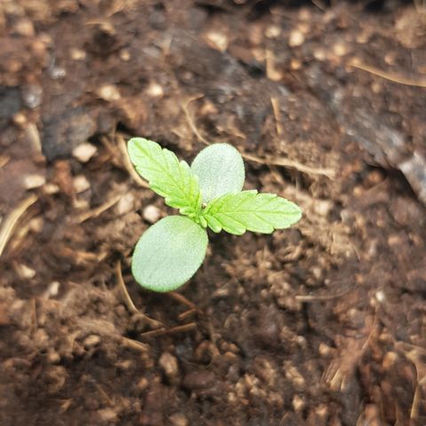 Tonton Gis Grapefruit 3 growlog photo: Apres rempotage 
