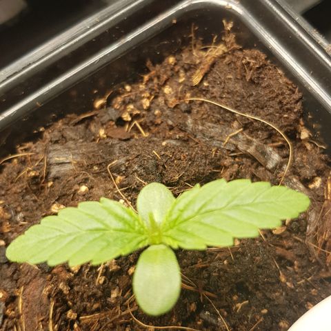 Tonton Gis Grapefruit 3 growlog timeline photo