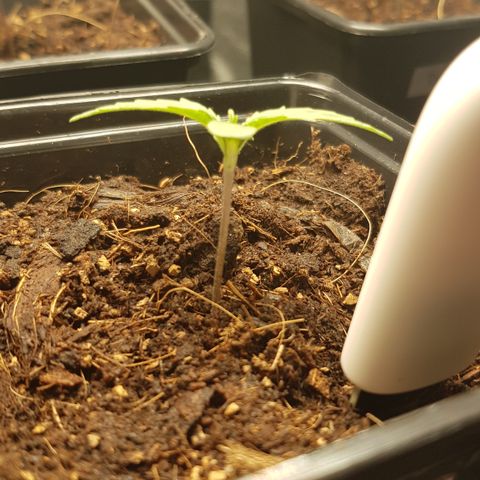 Tonton Gis Grapefruit 3 growlog timeline photo