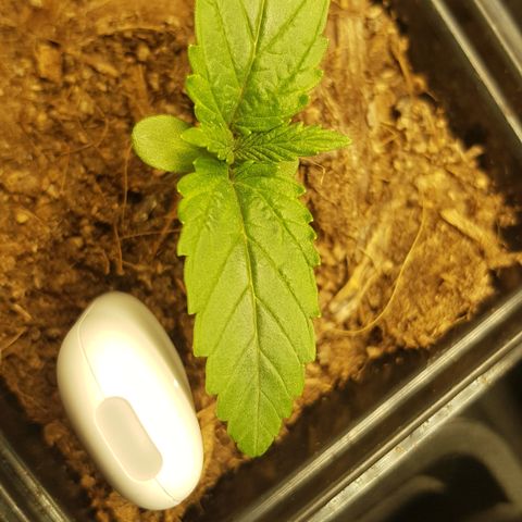 Tonton Gis Grapefruit 3 growlog timeline photo