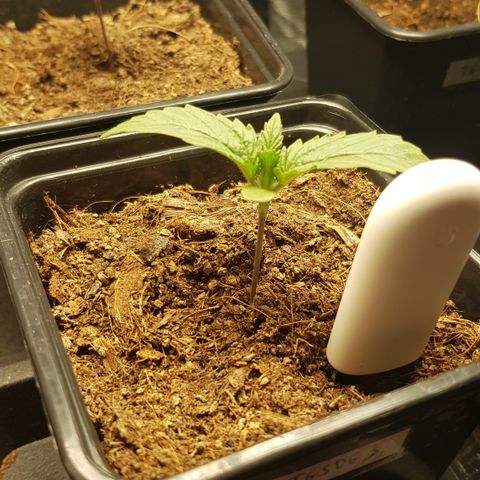 Tonton Gis Grapefruit 3 growlog timeline photo