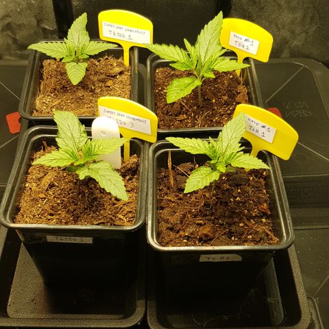 Tonton Gis Grapefruit 3 growlog timeline photo
