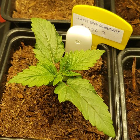 Tonton Gis Grapefruit 3 growlog timeline photo