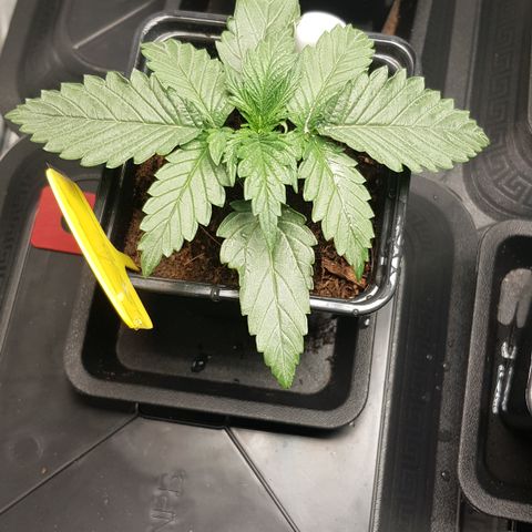 Tonton Gis Grapefruit 3 growlog timeline photo