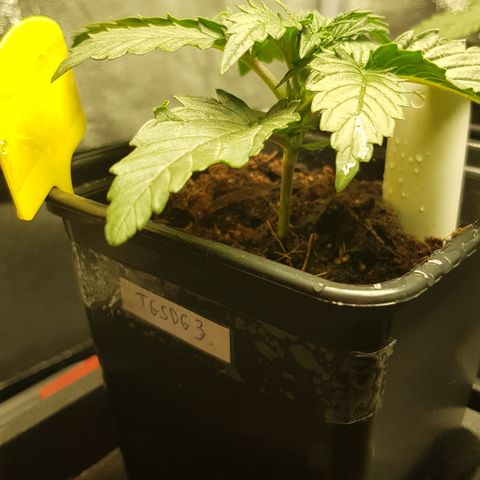 Tonton Gis Grapefruit 3 growlog timeline photo