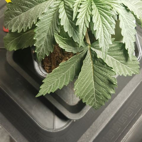 Tonton Gis Grapefruit 3 growlog timeline photo