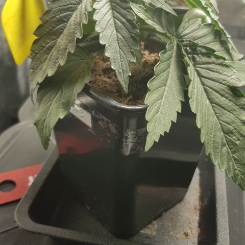 Tonton Gis Grapefruit 3 growlog timeline photo